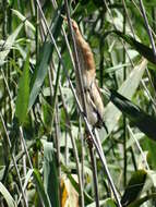 Image of Common Little Bittern