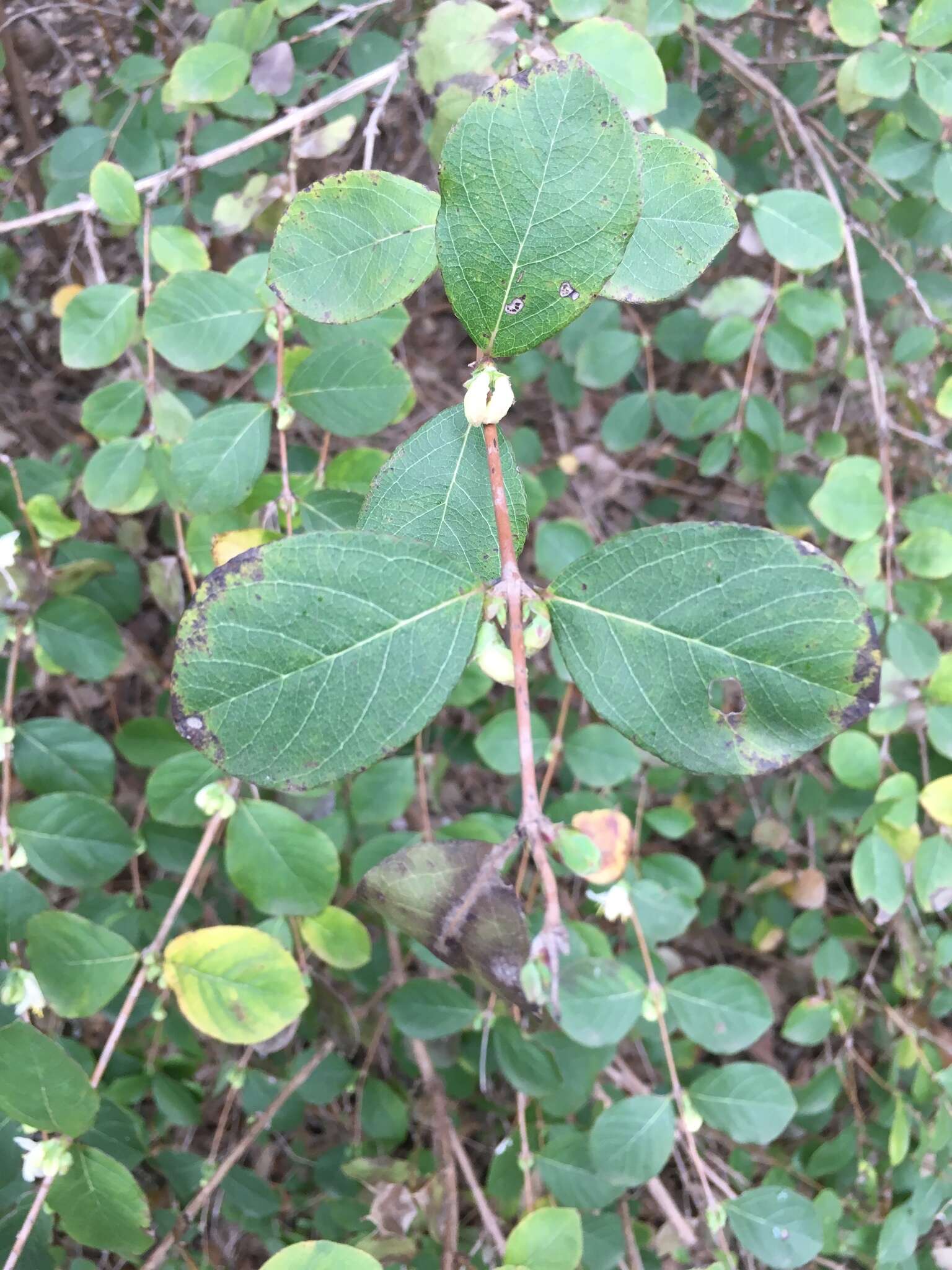 Image of sweet breath of spring