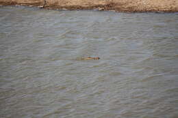 Image of Broad-snouted Crocodile