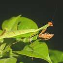 Image de Citharomantis falcata Rehn 1909