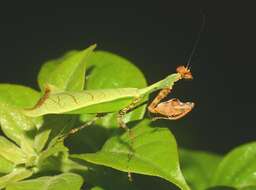 Image de Citharomantis falcata Rehn 1909