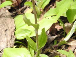 Antennaria parlinii subsp. parlinii resmi