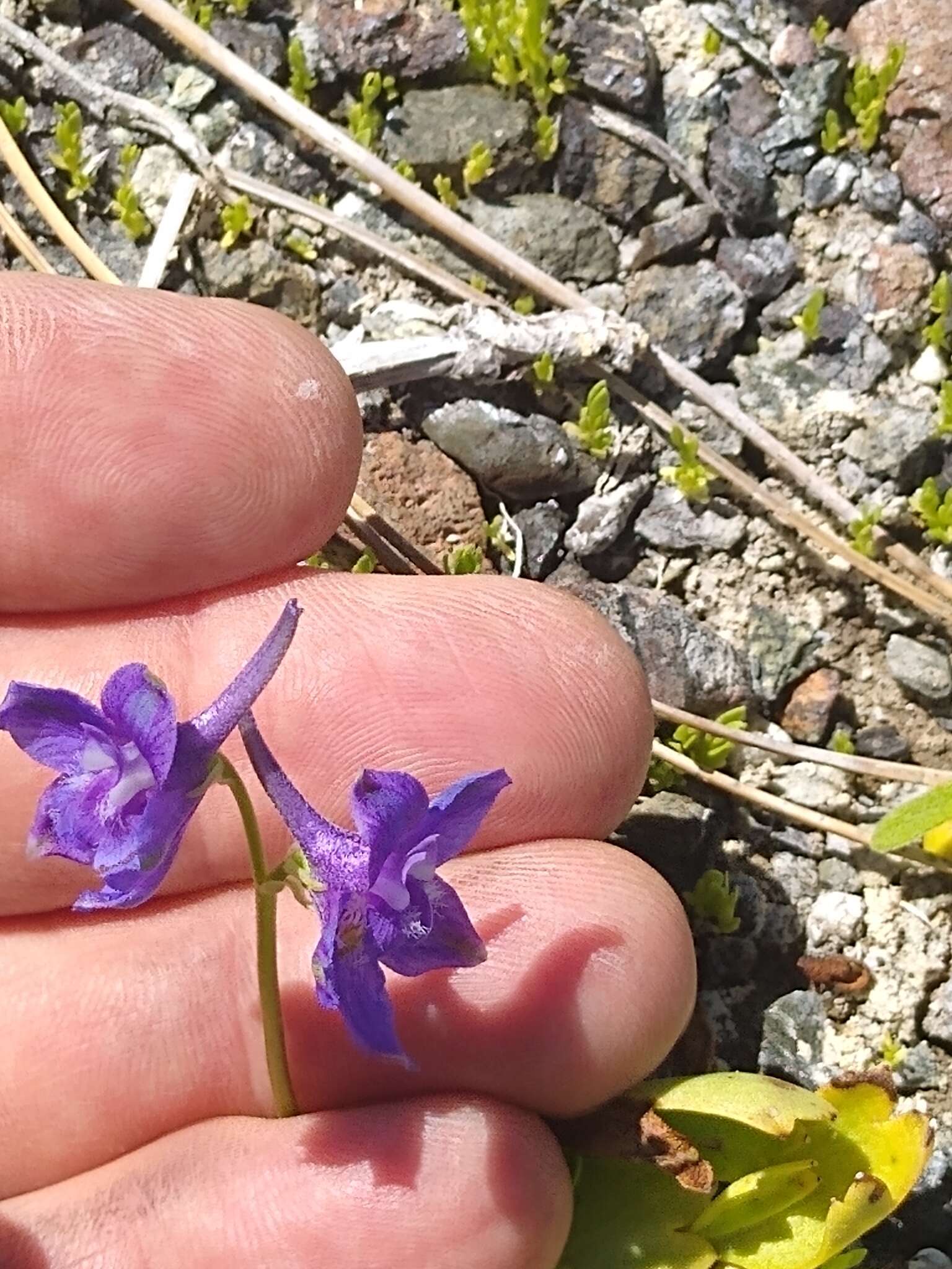 Image of Swamp Larkspur