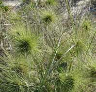 Imagem de Spinifex longifolius R. Br.