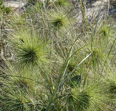 Imagem de Spinifex longifolius R. Br.