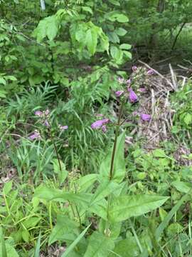 Image of longsepal beardtongue