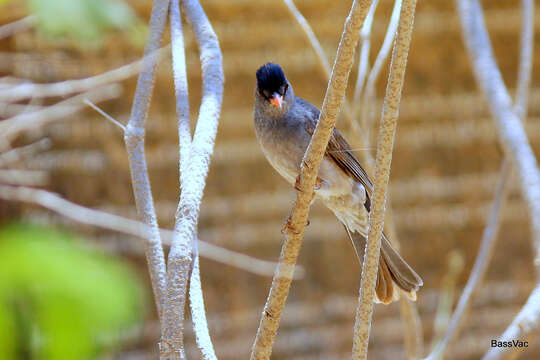 Image of Madagascar Black Bulbul