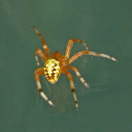 Image of Angulate & Roundshouldered Orbweaver