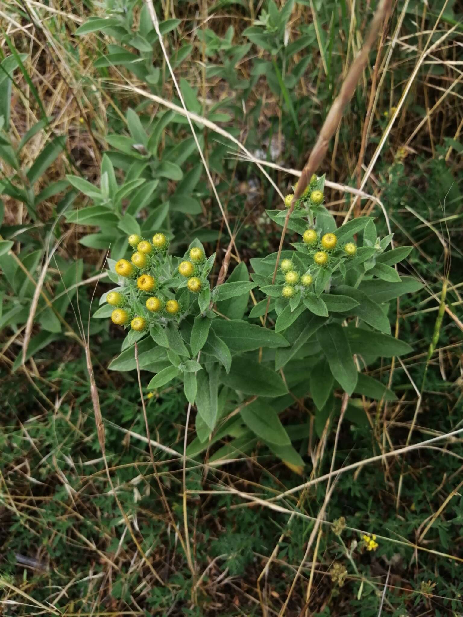 Слика од Pentanema germanicum (L.) D. Gut. Larr., Santos-Vicente, Anderb., E. Rico & M. M. Mart. Ort.