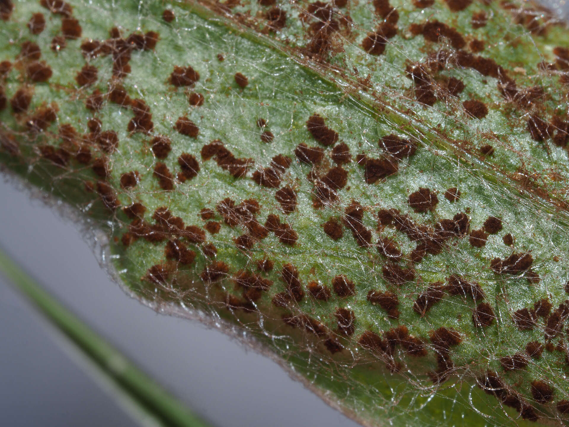 Imagem de Puccinia montana Fuckel 1874