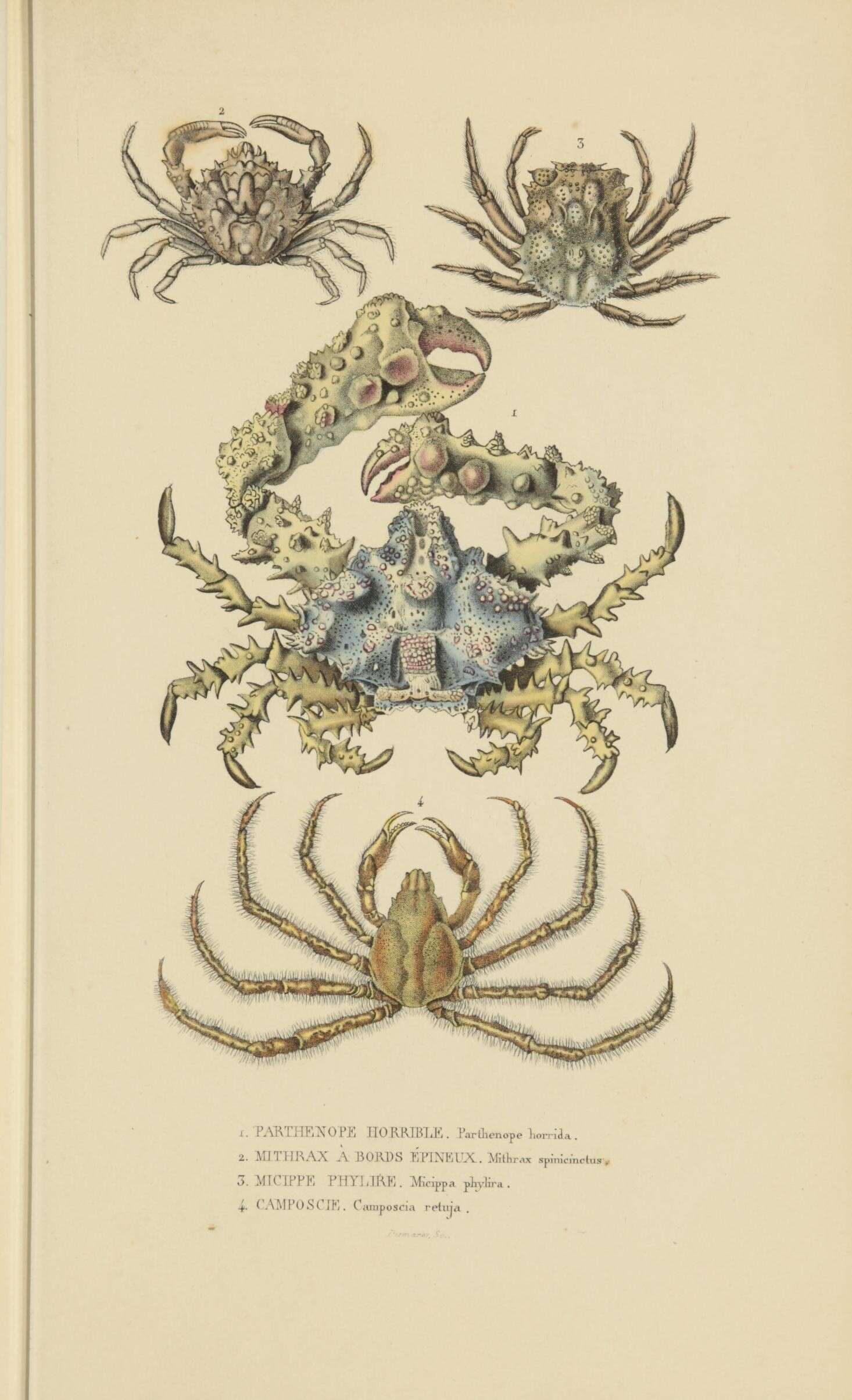 Image of Mithrax Latreille 1816