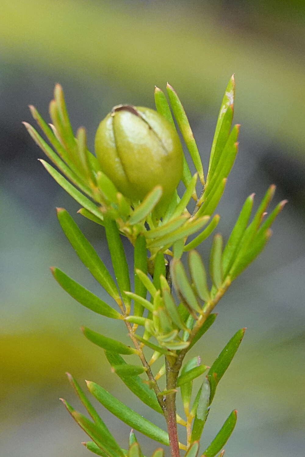 Plancia ëd Gompholobium nitidum Benth.