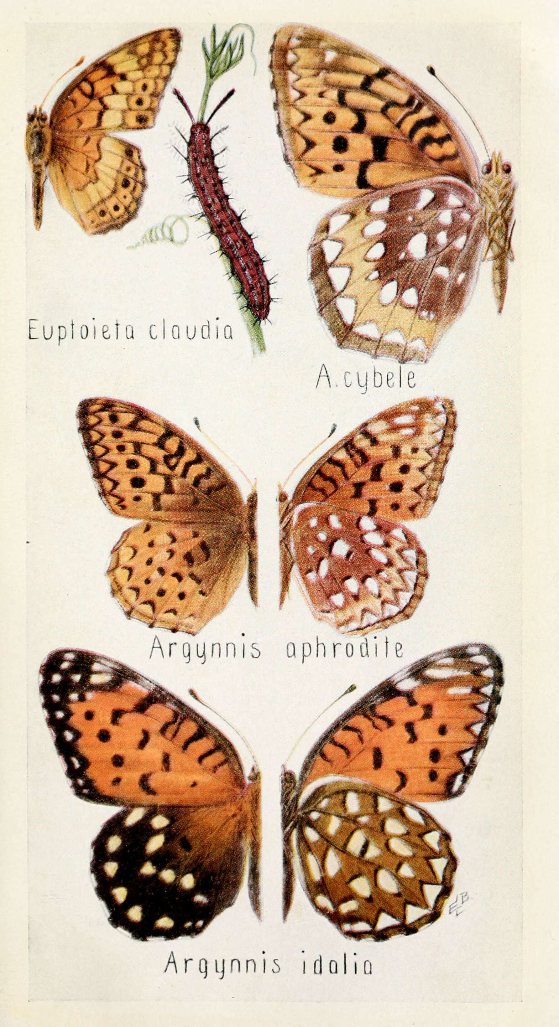 Image of Great Spangled Fritillary