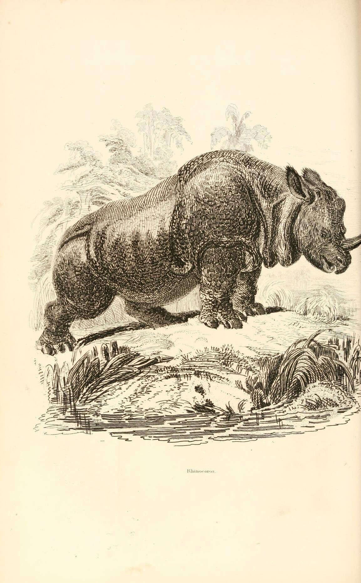 Image of rhinos