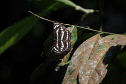 Image of Neptis leucoporus cresina