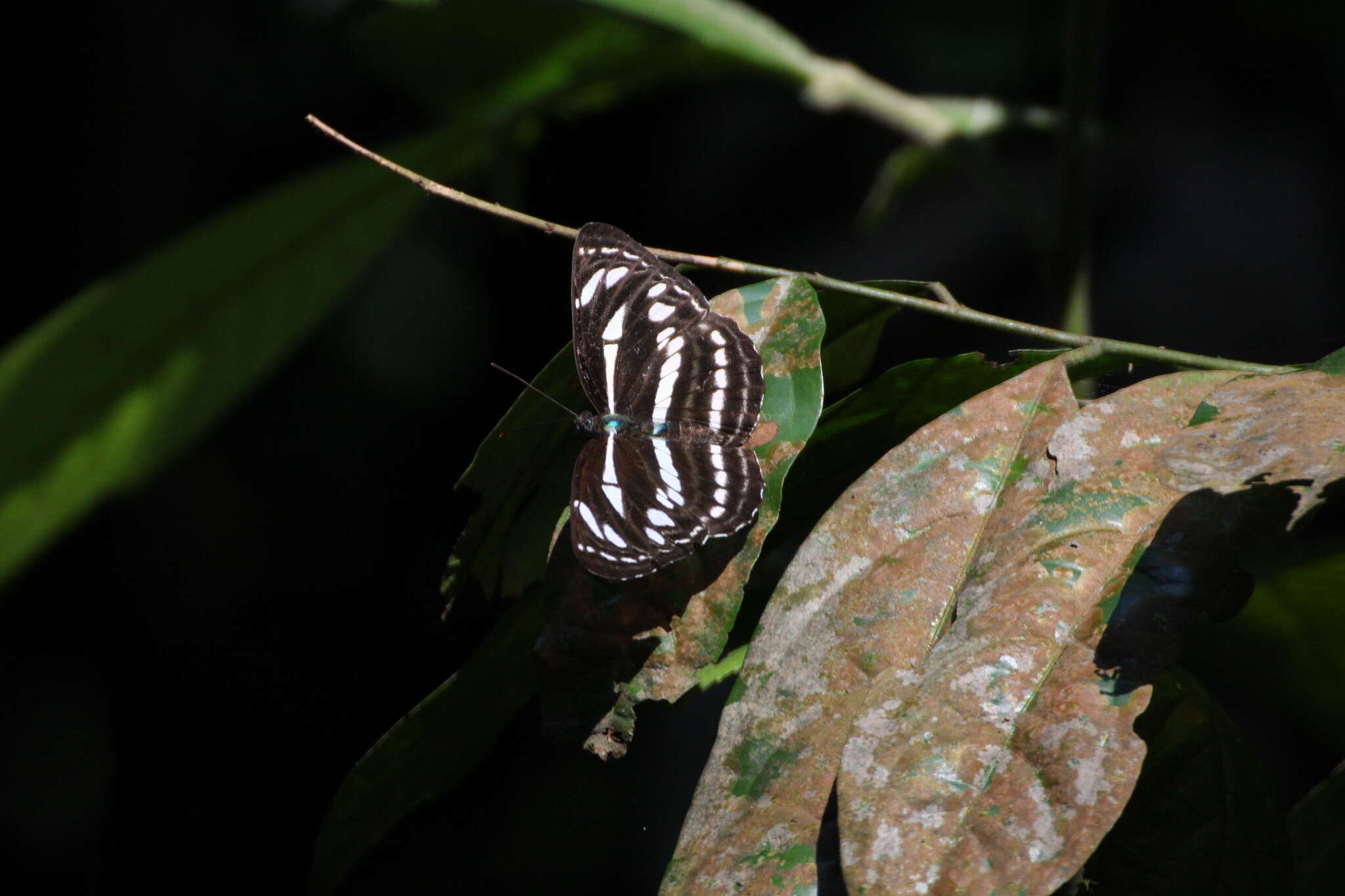 Image of Neptis leucoporus cresina