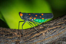 Imagem de Desudaba maculata Distant 1892