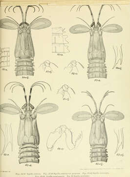 Image of Oratosquilla oratoria