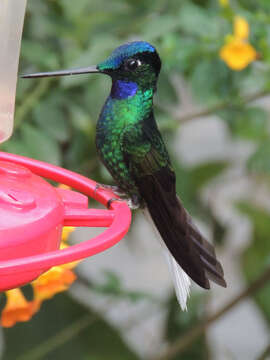 Image of White-tailed Starfrontlet