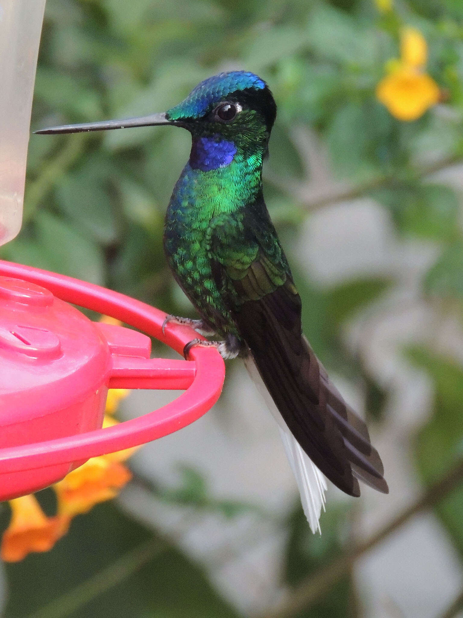 Image of White-tailed Starfrontlet