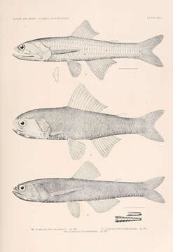 Image of Cocco's Lantern Fish