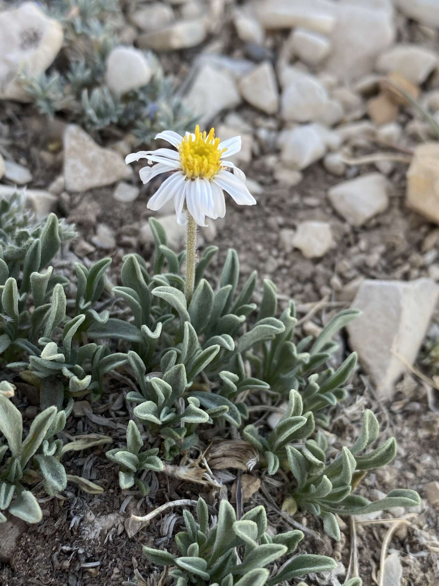 Image of Indian Canyon fleabane