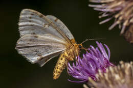 Abraxas pantaria Linnaeus 1767 resmi