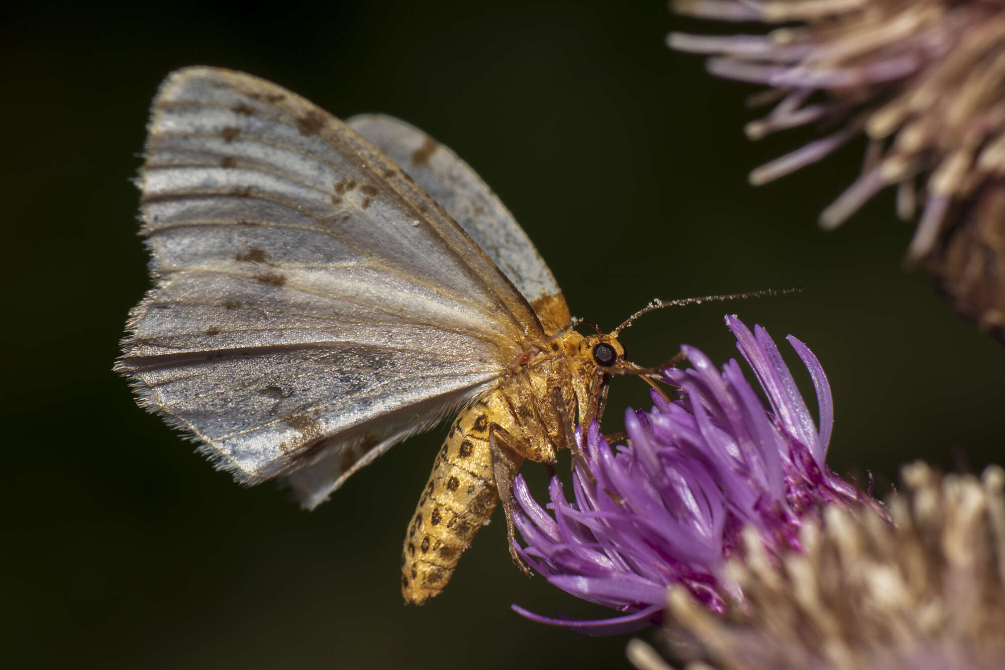 Abraxas pantaria Linnaeus 1767 resmi