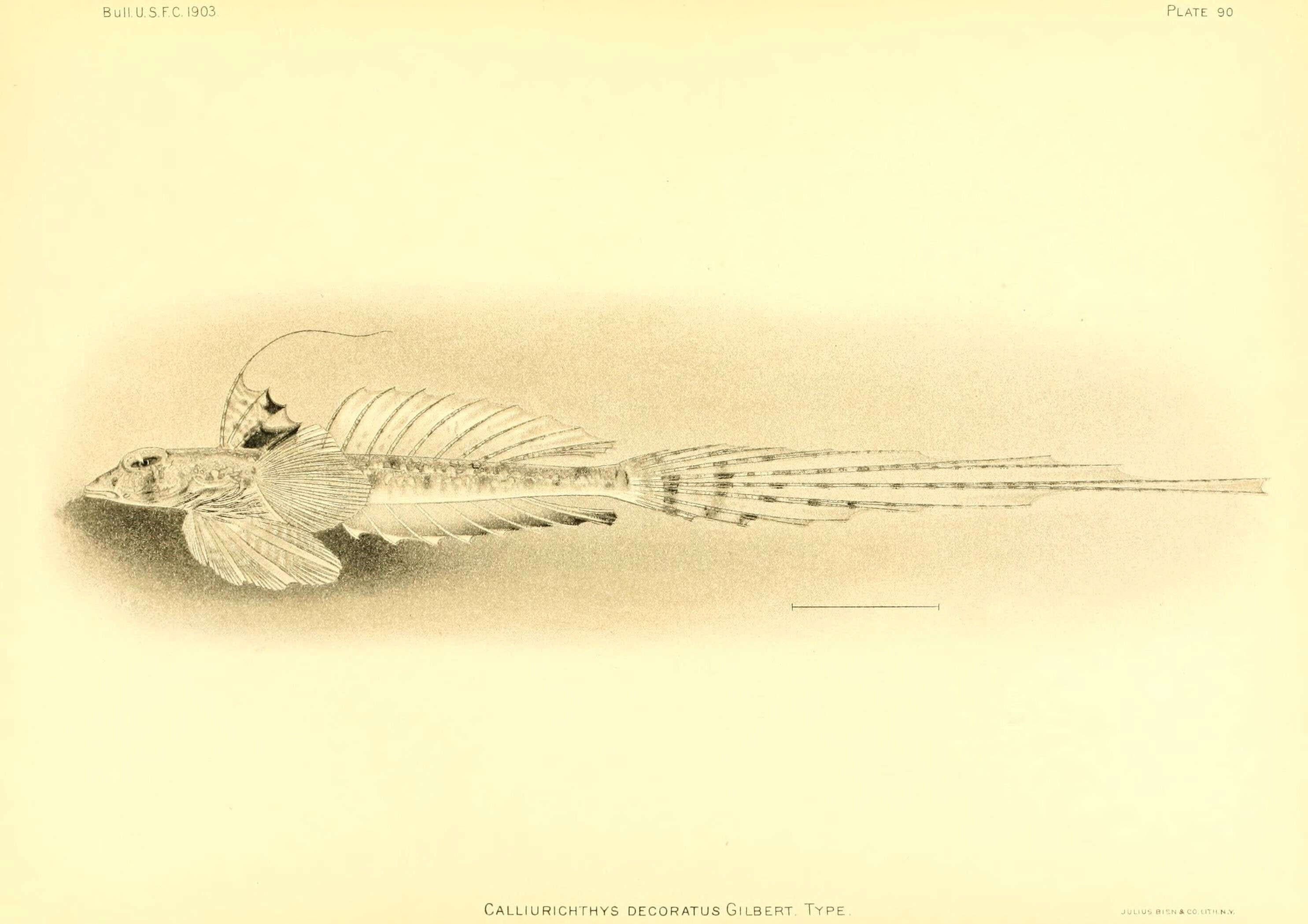 Imagem de Callionymus decoratus (Gilbert 1905)