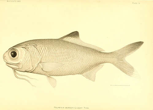 Image of beardfishes