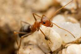 Image of Myrmecocystus semirufus Emery 1893