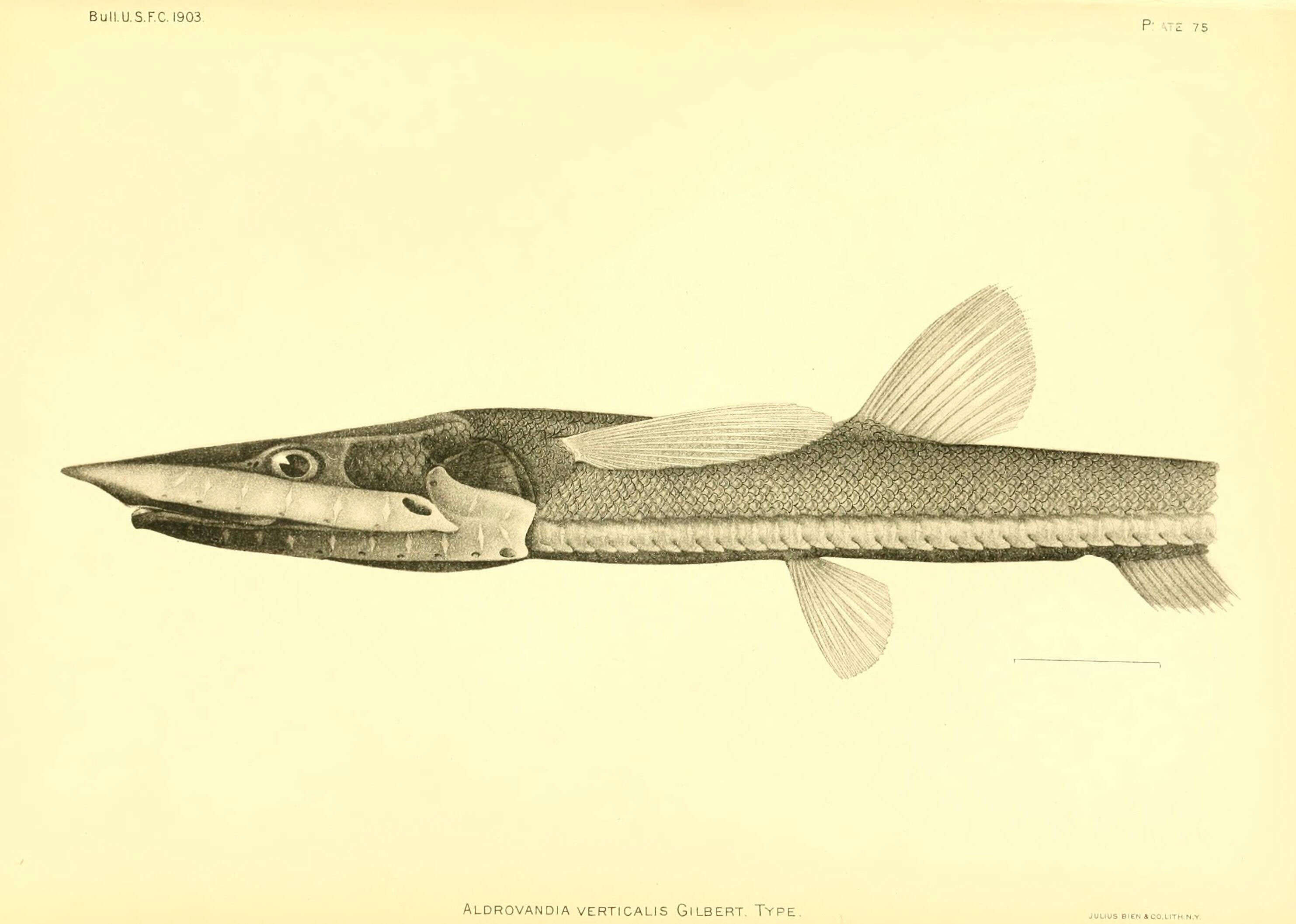 Image de Aldrovandia phalacra (Vaillant 1888)