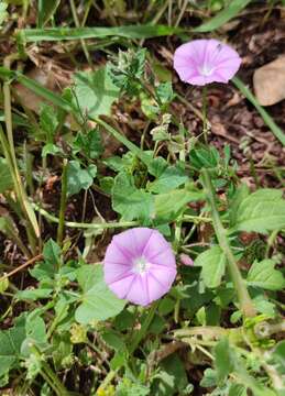 Sivun Convolvulus coelesyriacus Boiss. kuva