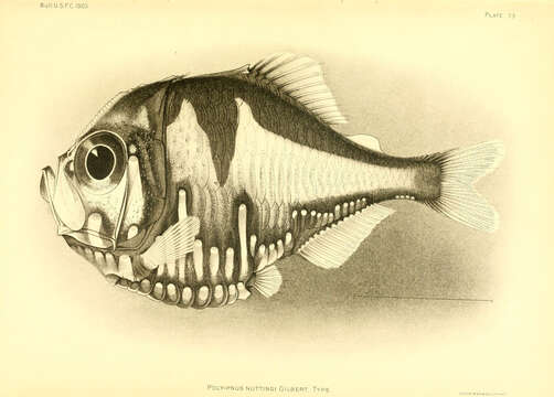 Image of Nutting&#39;s hatchet fish