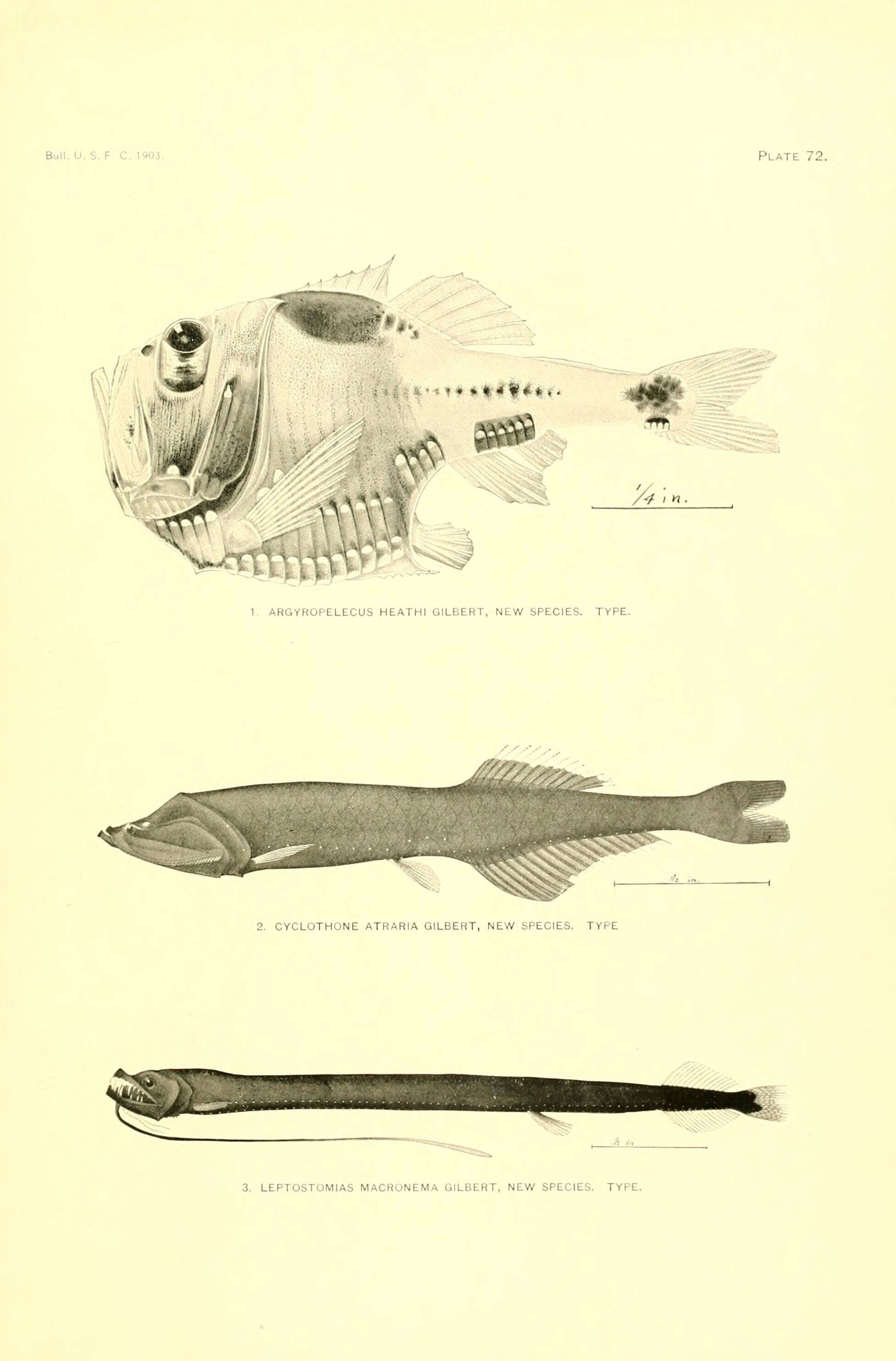 Image of Black bristlefish