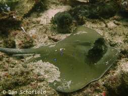 Image of Australian bluespotted maskray