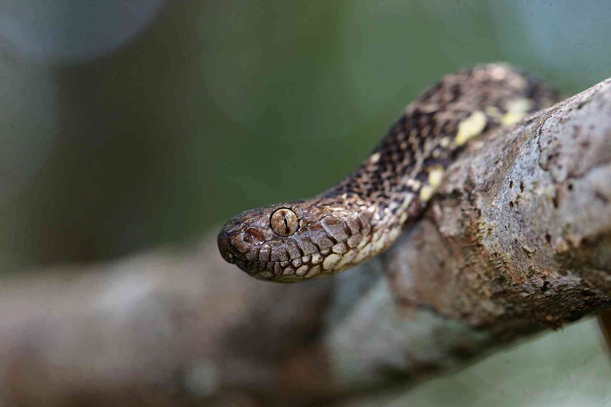 Image of Dipsas variegata (A. M. C. Duméril, Bibron & A. H. A. Duméril 1854)