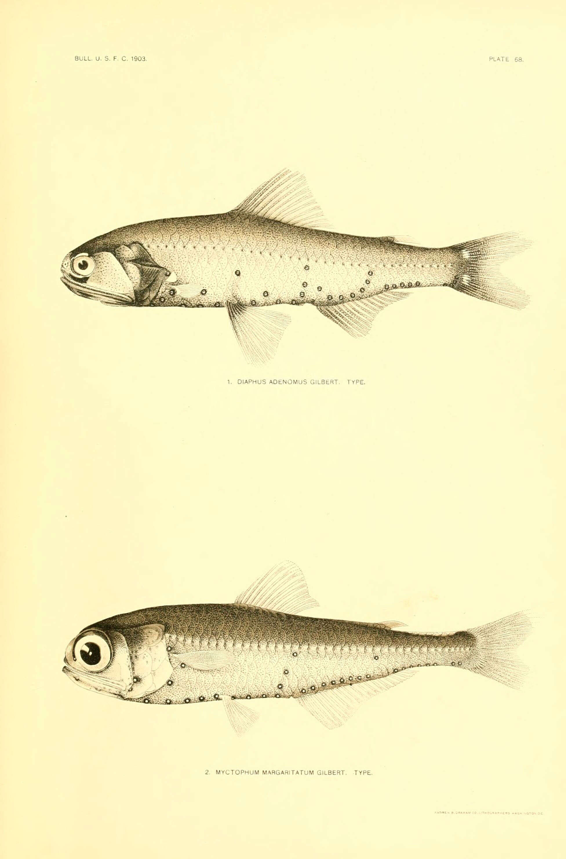 Plancia ëd Myctophum nitidulum Garman 1899