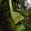 صورة Clermontia grandiflora subsp. grandiflora