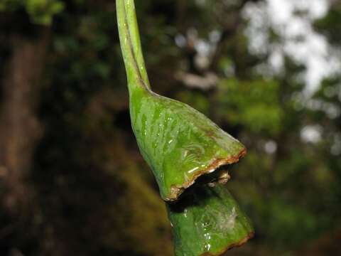 Image of bog clermontia