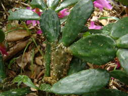 Image of Christmas Cactus