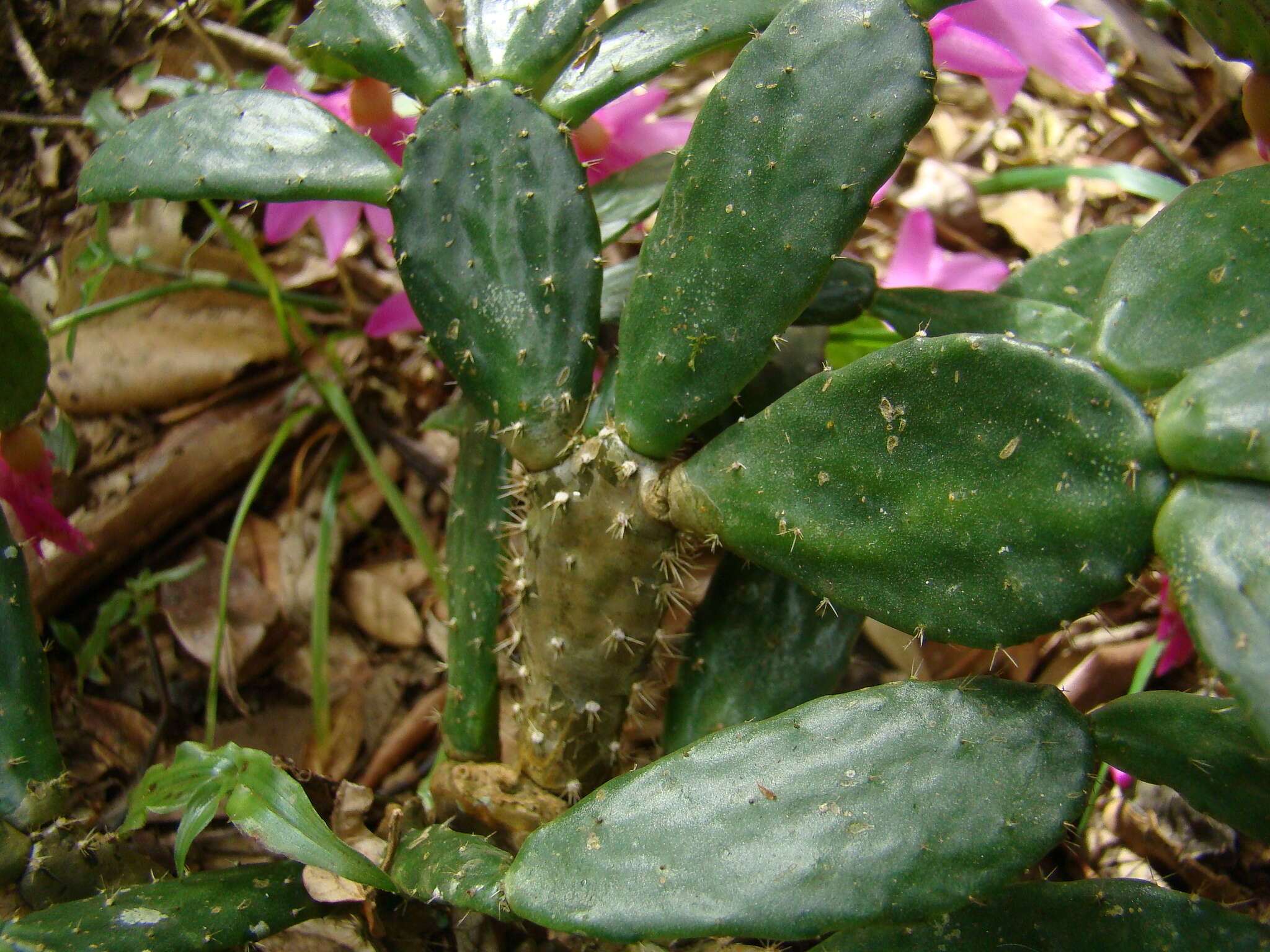 Plancia ëd Schlumbergera opuntioides (Loefgr. & Dusén) D. R. Hunt