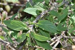 Imagem de Monarda punctata var. punctata