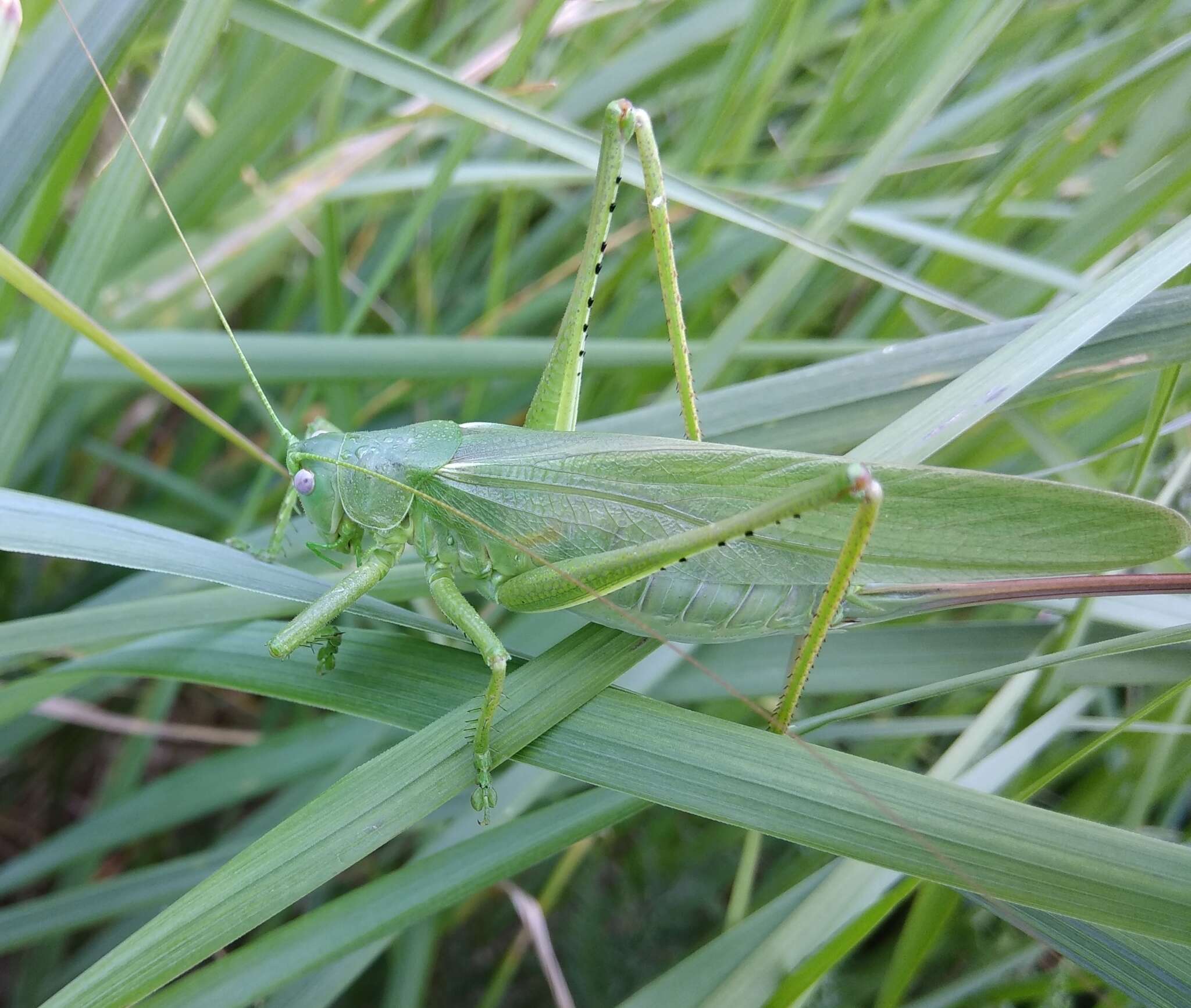 Sivun Tettigonia caudata (Charpentier 1845) kuva