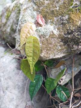 Image of Ficus sarmentosa var. henryi (King ex Oliver) Corner