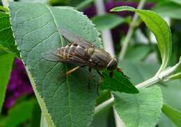 Image of dark giant horsefly