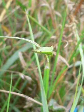 Image of Buffalo treehopper