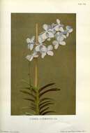 Image of blue orchid