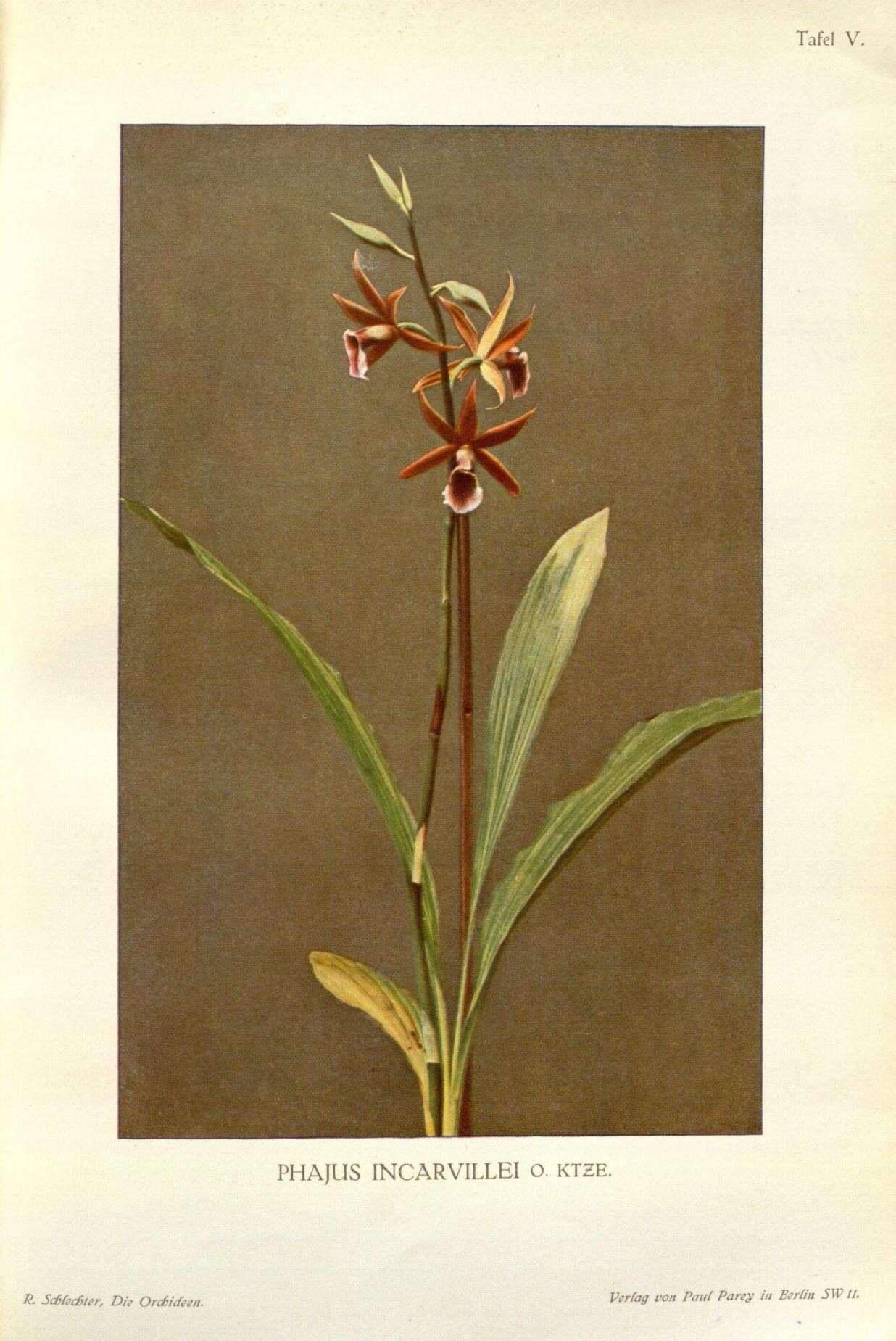 Image of Swamp orchid