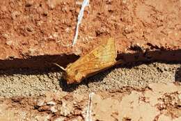 Image of American Ear Moth